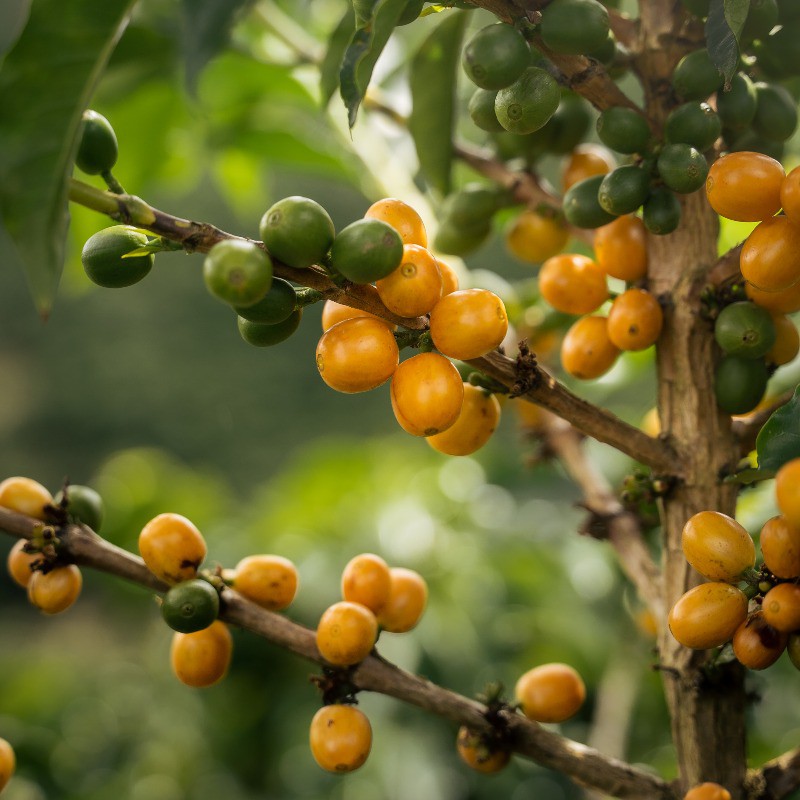 Cerises de café jaunes et vertes