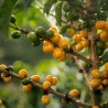 Cerises de café jaunes et vertes Cerises de café jaunes et vertes